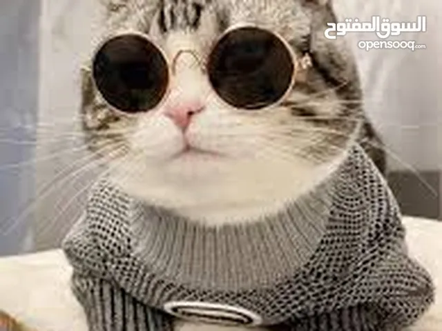 نظارات قطه او كلب بيبي شمسيه او قراءه تناسب جميع الانواع قطة  سكوتش انغوارا  شيرازي و لكل الاعمار لا