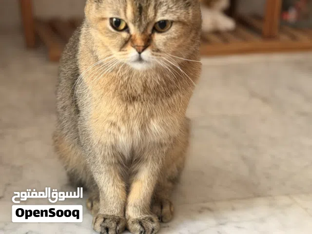 للتبني قطة سكوتش فولد للتبني