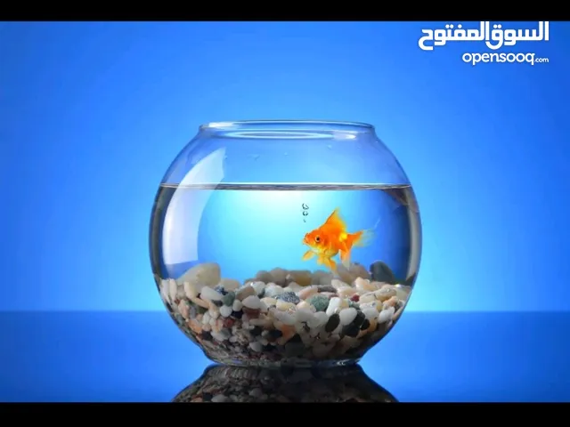 حوض سمك كبير او صغير او وسط على اختياركوا