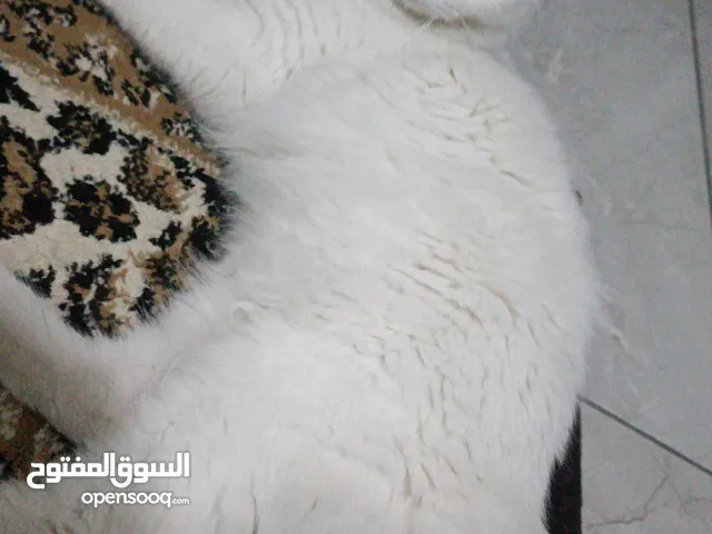 قطه بيت ، نوع شيرازي