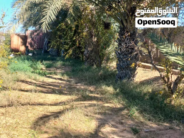 نخل بيوضي درجه اولي