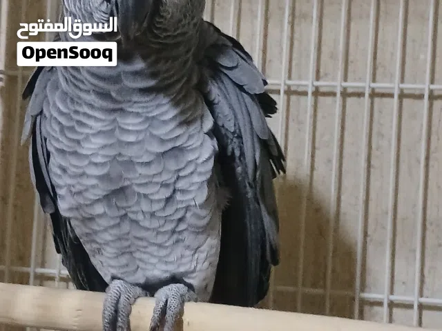ببغاء زنجيباري