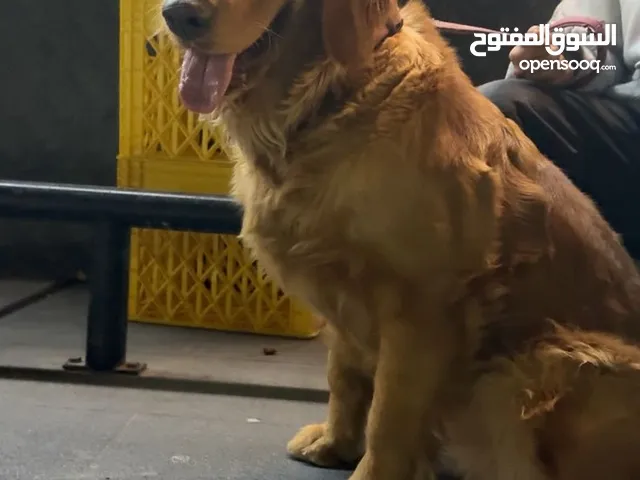 Golden Retriever Pure