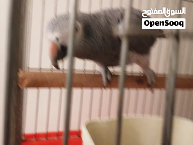 ببغاء تيمنا ماشاللة الييف متكلم يتفاعل مع صاحبة بيطلع على اليد من داخل وخارج القفص يحب اللعب والرقص