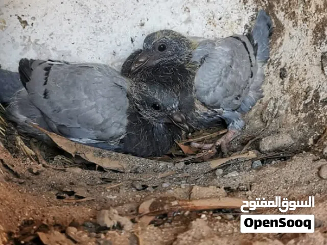 حمام زاجل بلو بار