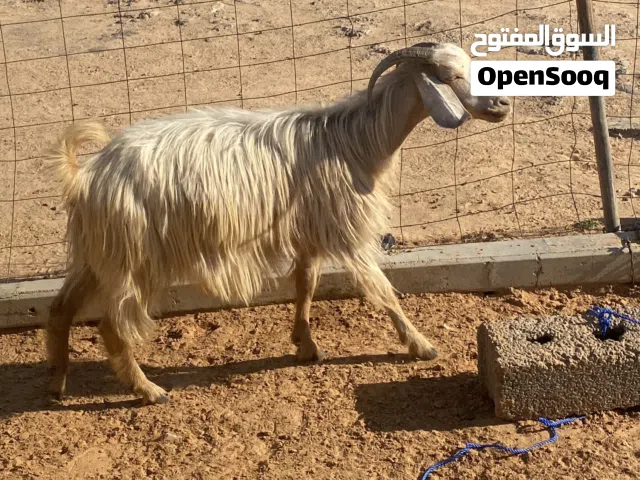 عنز ربي يبارك