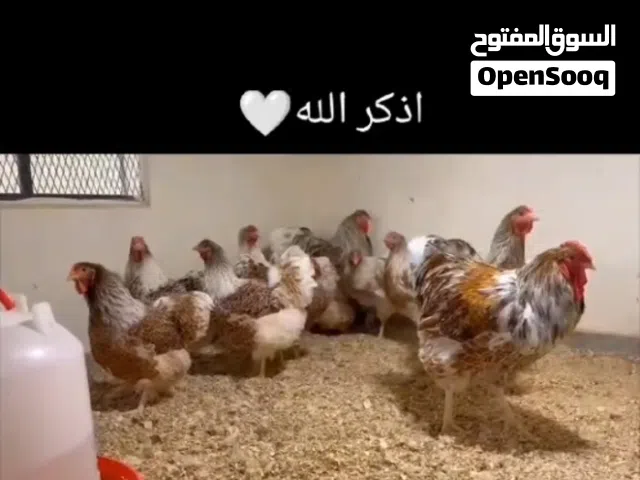 متوفر بيض ون دوت بركاني