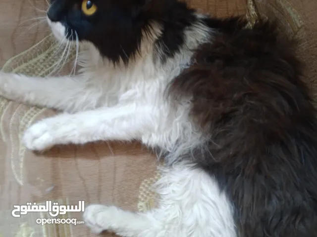 قطه ذكر نوع بيرشن اليف ترب