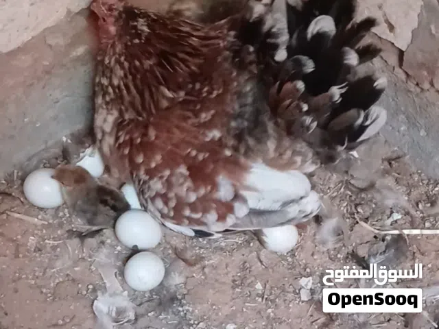 المكان تاجوارء