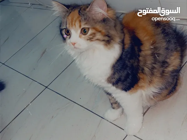 Cats two female for adoption age 6 months