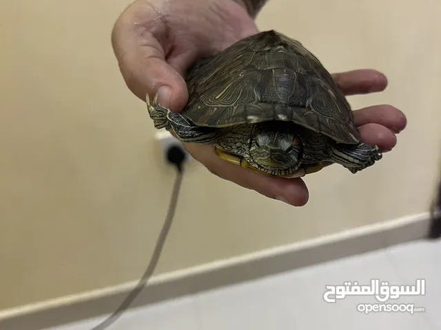 سلاحف