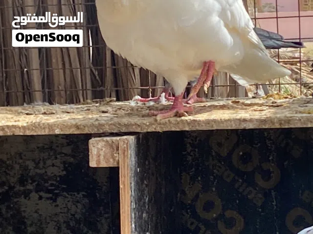 حمام لاحم الأبيض