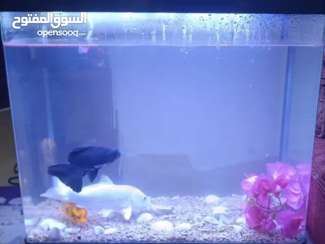 حوض سمك مستعمل للبيع مع كافة الملحقات ( اضاءة وفلتر )