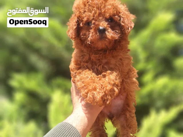 korean toy poodle T_cup جراء توي بودل كوري تيكب اصغر حجم