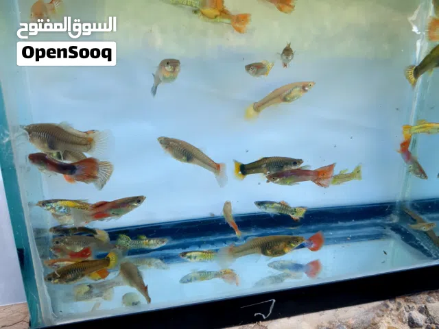 اسماك زينة نوع قوبي