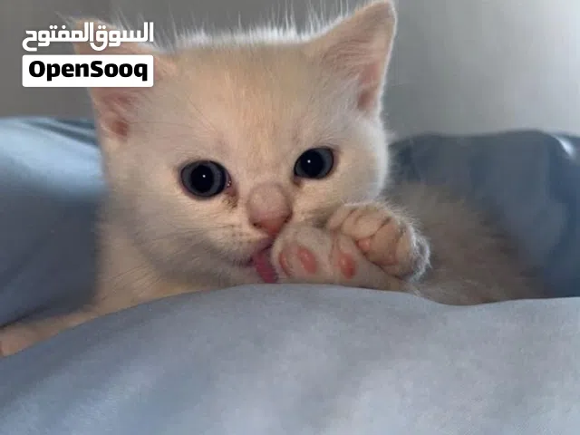 قطة مكس أمريكي