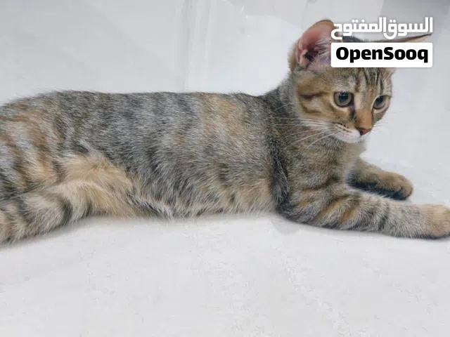 كتنز للتبني