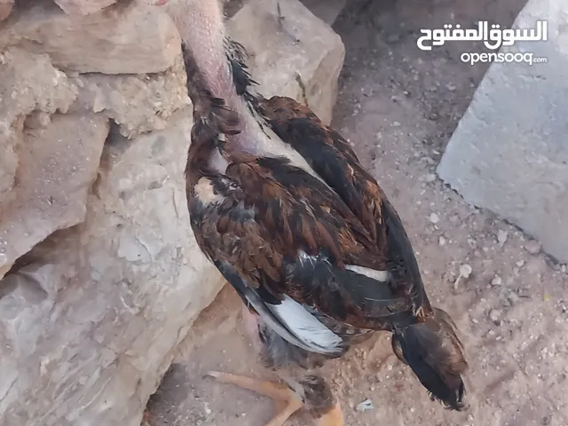 بسم الله 3 صيصان باكستاني تركي للبدل على حمام
