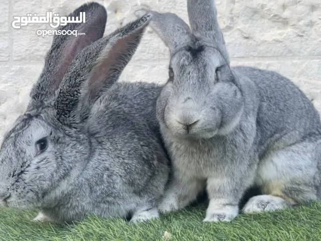 جوز اوكراني على الماني من الطراز الاول صحة ونضافة وكفالة شغل