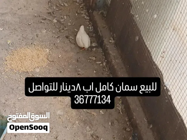 للبيع سمان