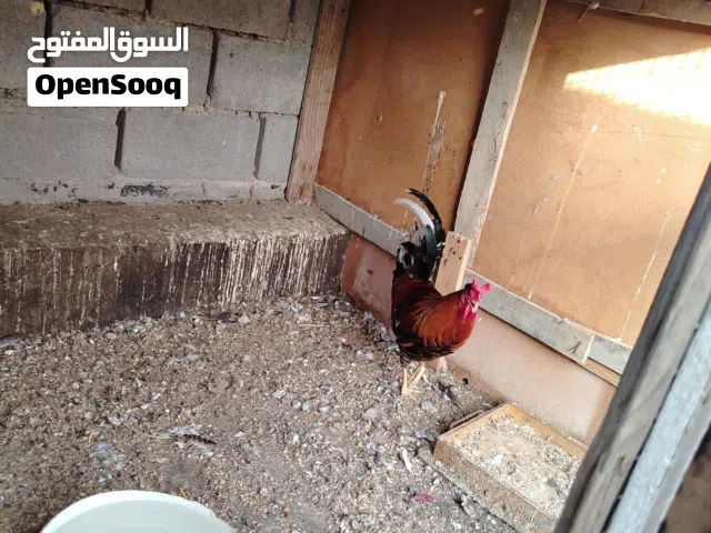 دجاج كويتي