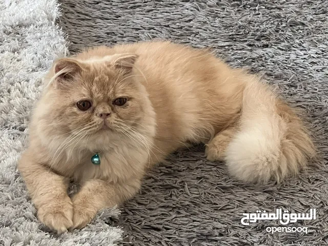 Persian Shirazi Cat Male