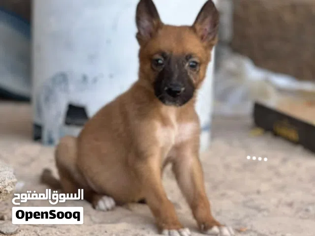 سلام عليكم متوفر أنثى او ذكر ملينوا صافي بيع و تبديل العمر شهر او 17 يوم تبديل او بيع المكان مصراته