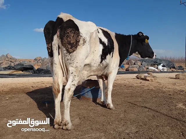 بقره لحم ماشالله