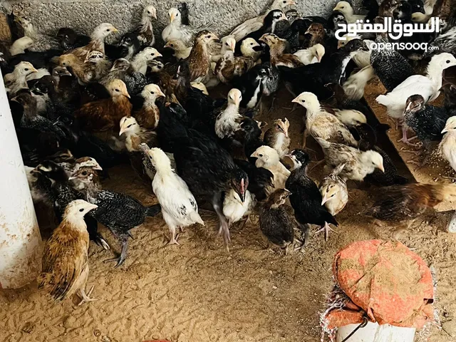 كتاكيت عربي