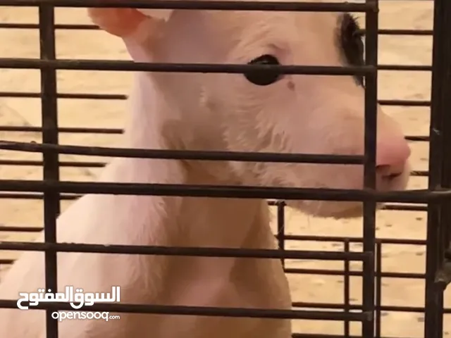 بيبتول ذكر رد نوز