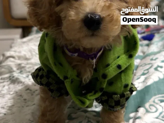 كلب توي بودل