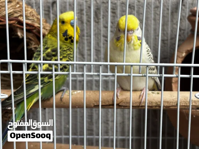 Budgie Confirmed Pair.(Big Size)