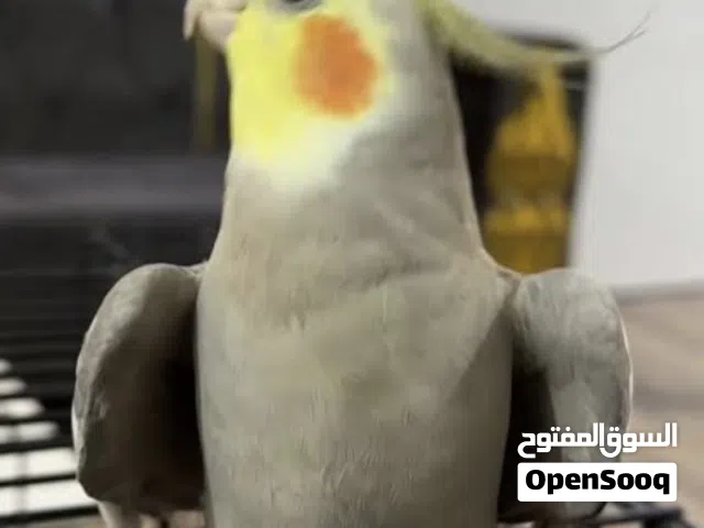 كوكتيل اليف متكلم للبيع