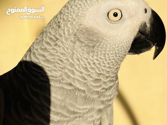 ببغاء كاسكو