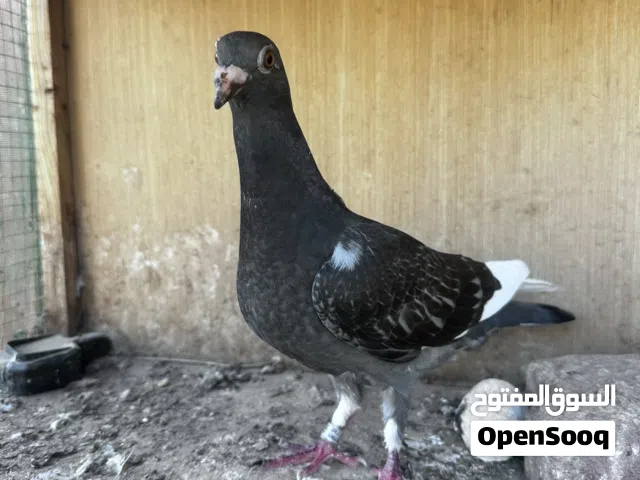 فرخ زاجل مسبوك