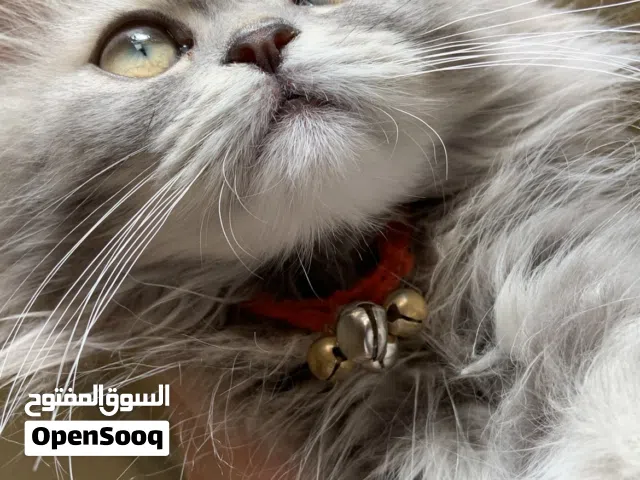 پشیلەی جوان بۆ فرۆشتن لە هەولێر
