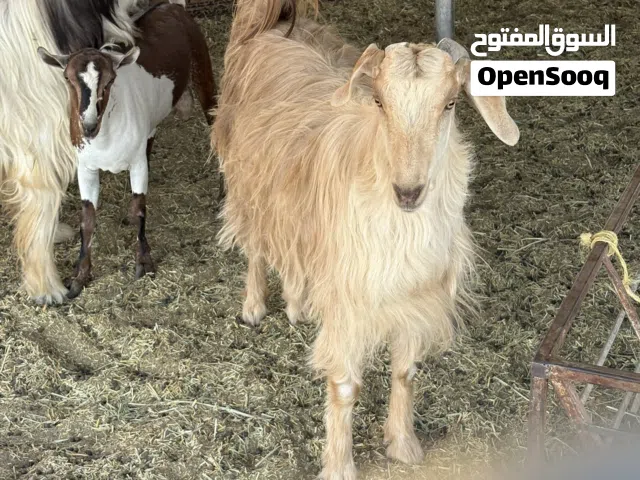 تيس للبيع عمر سنة