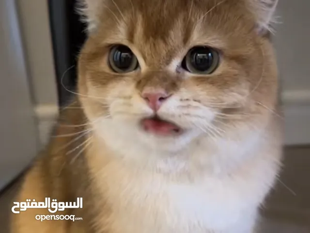 مطلوب قطط سكوتش فولد