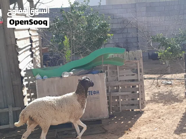 فطيمه تبارك الله سلاله مشالله عشره مقربه علي ميلاد ضرعها نازل تبي اقل من شهر بادن الله وتلد