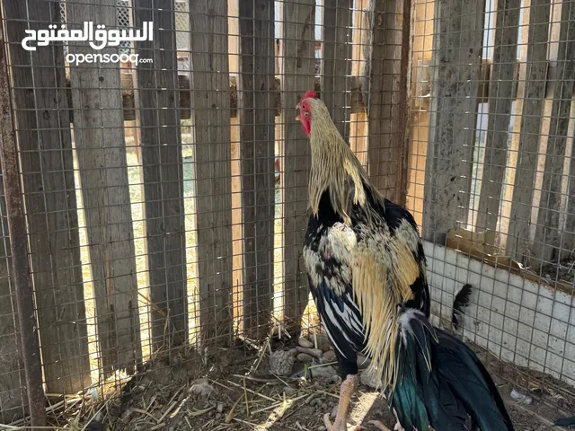ديك باكستاني للبيع