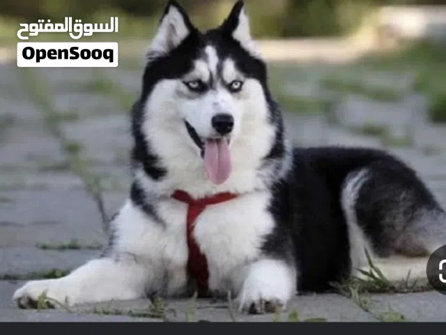 مطلوب كلب او جرو هاسكي بشتري بنفس اليوم