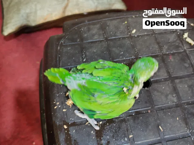 فرخ درة للبيع