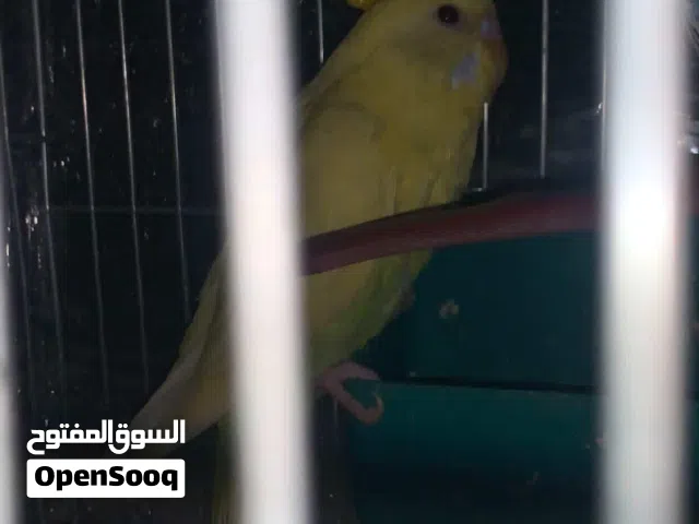 جوز عصافير حب للبيع سبب عدم تفرغ طالبة جامعية