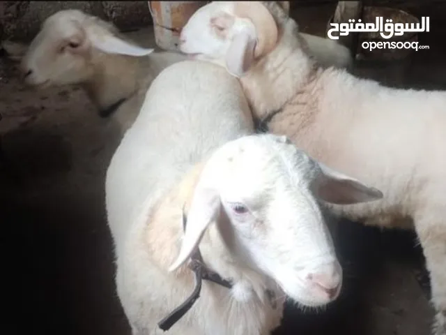 أغنام بانور هندية للبيع