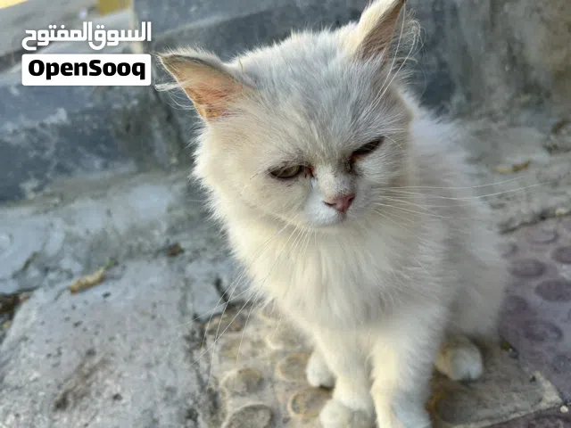 قطه حد راميها يا ريت حد يجي يوخدها انا ما بدي فلوس بس حد يربيها عنده