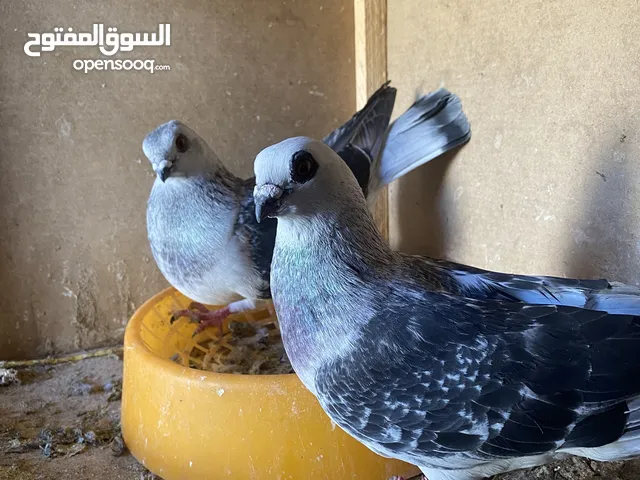 خم حمام اجنبي26جوز مرتب شغال بيع كوم