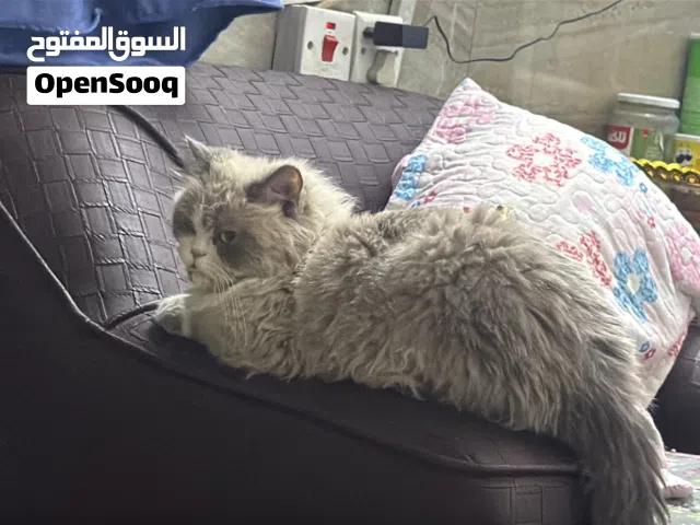 نثيه هملايه رصاصي الصحه تخبلل