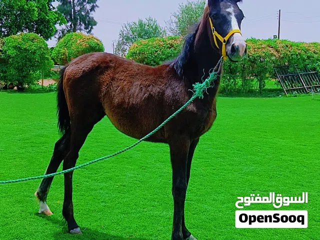 فلوه للبيع.