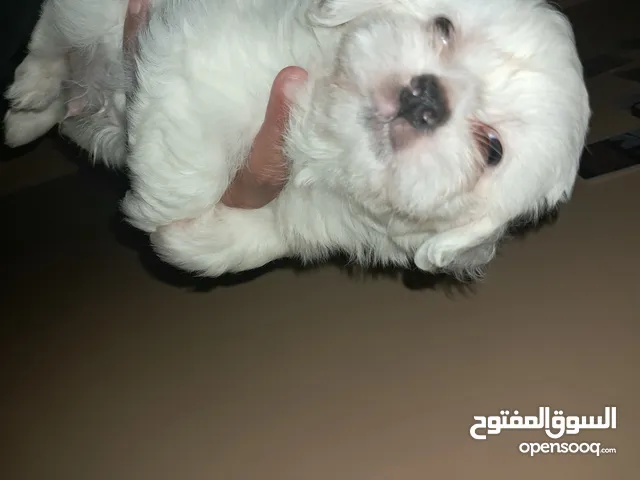 جراوي ميني هافنيز