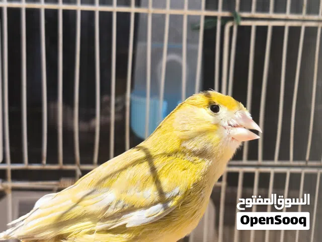 انتاية كناري واتية ماشاء الله
